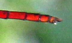 Tauriphila australis