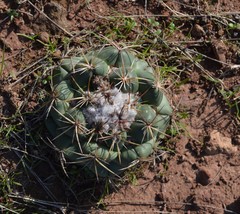 Coryphantha pycnacantha