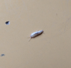 Lepisma