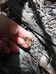Coprosma crassifolia