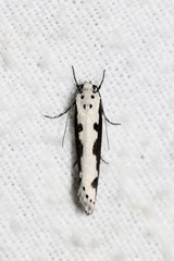 Ethmia bipunctella