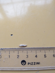 Lepisma