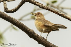 Turdus grayi
