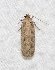 Platyedra subcinerea