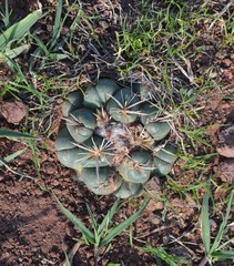 Coryphantha pycnacantha