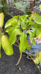 Heptapleurum actinophyllum