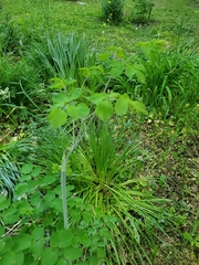 Thalictrum aquilegiifolium