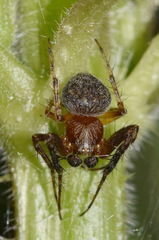 Araneus triguttatus