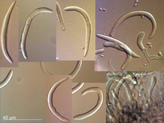 Phloeospora crescentium