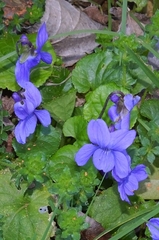 Viola alba dehnhardtii