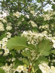 Crataegus irrasa
