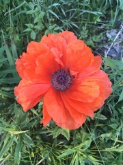 Papaver × pseudo-orientale