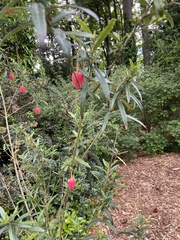 Crinodendron hookerianum