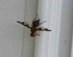Idana marginata