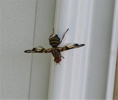 Idana marginata