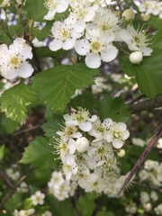 Crataegus irrasa
