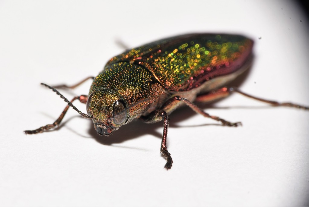 Stereosa