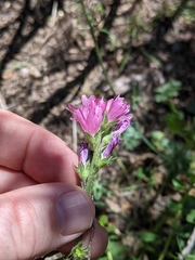 Sidalcea calycosa