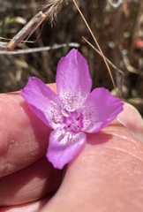 Clarkia lewisii