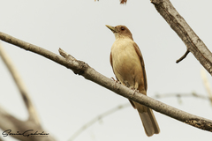 Turdus grayi