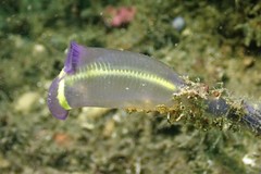 Clavelina meridionalis