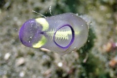 Clavelina meridionalis