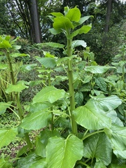 Hydrangea heteromalla