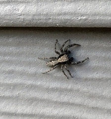 Platycryptus californicus