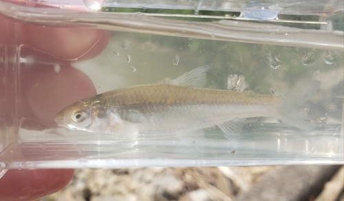 Mississippi silvery minnow (Hybognathus nuchalis) — Cyprinidae — 3