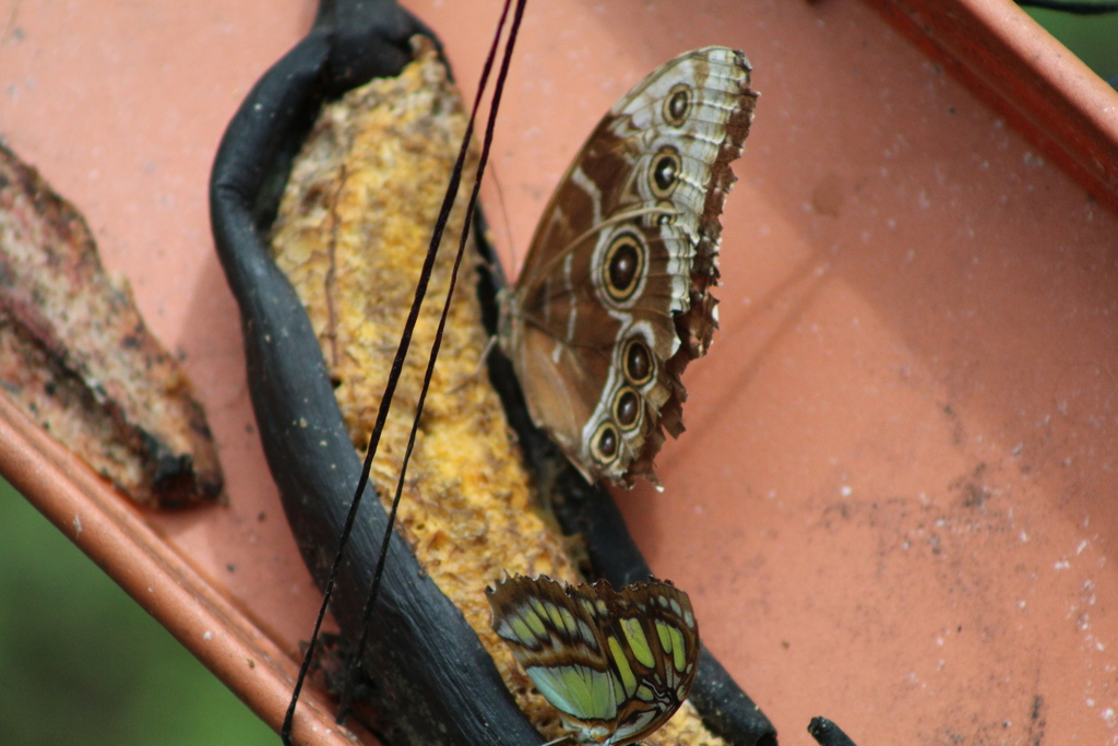 Blue morpho (Morpho peleides)