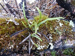 Notogrammitis angustifolia angustifolia