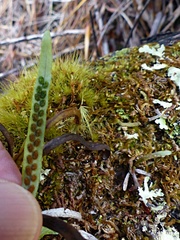 Notogrammitis angustifolia angustifolia