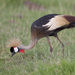 Grey Crowned Crane - Photo (c) Tarique Sani, some rights reserved (CC BY-NC-SA)