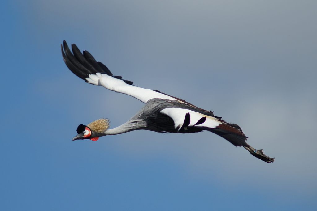 Grey Crowned Crane