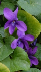 Viola odorata