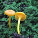 Gloioxanthomyces - Photo (c) mycowalt, some rights reserved (CC BY-SA), uploaded by mycowalt