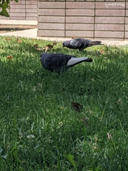 Columba livia domestica