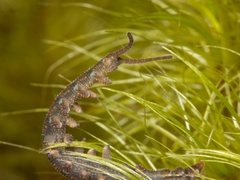Ooperipatellus