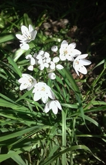 Allium neapolitanum