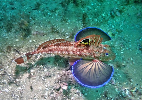 Eastern spiny gurnard (Lepidotrigla pleuracanthica) — Triglidae — 2