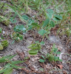 Medicago rigidula