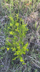 Hypericum fasciculatum