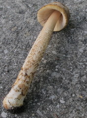 Amanita variicolor