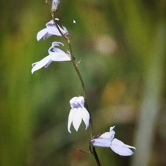 Lobelia appendiculata