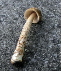 Amanita variicolor