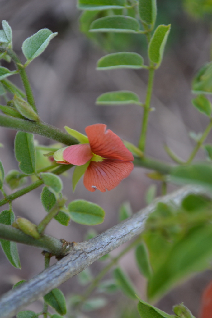 Brongniartia foliolosa
