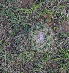 Coryphantha pycnacantha