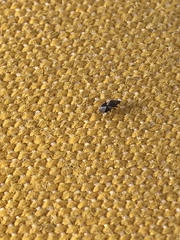 Diptera
