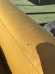 Diptera