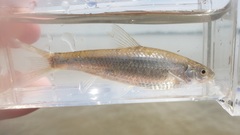 Hybognathus nuchalis